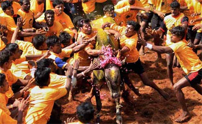 tamil heroes,jallikattu,telugu heroes,cock fights  తమిళ హీరోలు అలా.. మన హీరోలు..?